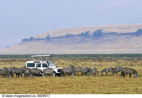 Touristen beobachten eine Zebraherde (Equus quagga burchelli) im Ngorongoro Krater  UNESCO-Weltkulturerbe  Tansania  Afrika Equus quagga Steppenzebra
