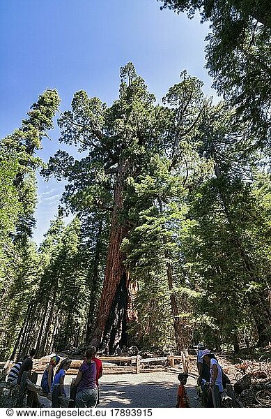 Touristen vor Grizzly Giant  uralte Sequoia  Mammutbaum  Riesenmammutbaum (Sequoiadendron giganteum)  Mariposa Grove  Yosemite Nationalpark  Kalifornien  USA  Nordamerika