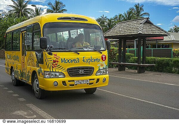 Touristic bus in Moorea  French Polynesia  Society Islands  South Pacific. Cook's Bay.