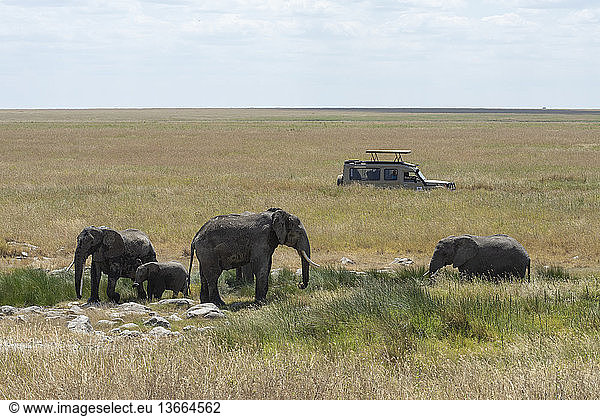 Tourists in a safari vehicle stop to watch a herd of African Elephants  Loxodonta africana  in Serengeti National Park  Tanzania