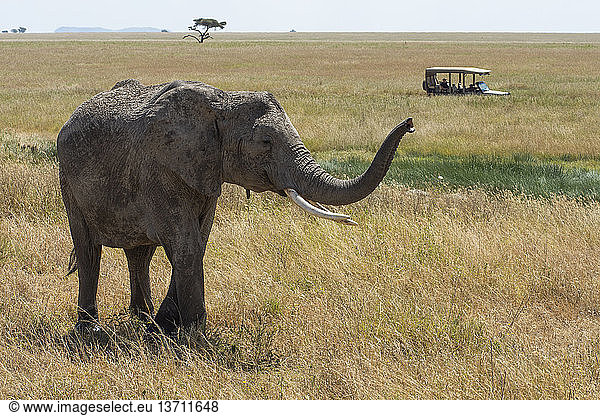 Tourists in a safari vehicle stop to watch an African Elephant  Loxodonta africana  in Serengeti National Park  Tanzania