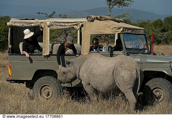 Tourists In 4x4 Looking At Southern White Rhino In Special Rhino Sanctuary  Ol Pejeta Conservancy; Kenya