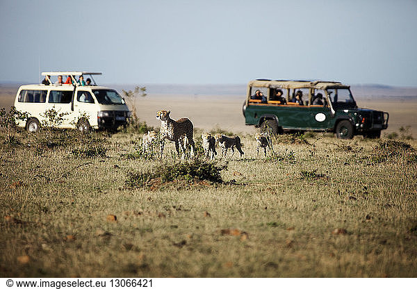Tourists looking at Cheetahs while sitting in car