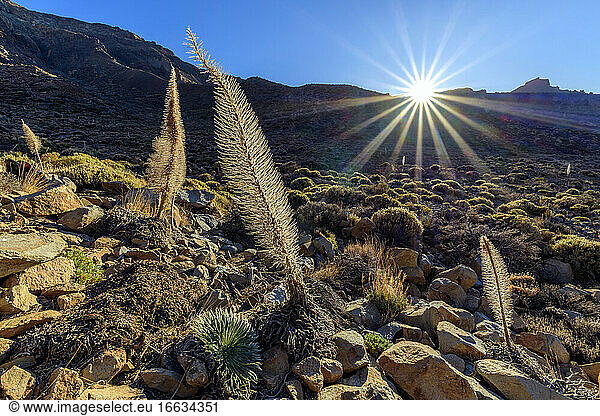 Tower of Jewels (Echium wildpretii) after flowering  on the slopes of Teide  in the Canaries. This biennial  endemic and spectacular plant  which can reach 2 meters in height  is the symbol of the Teide National Park  on the island of Tenerife  in the Canaries