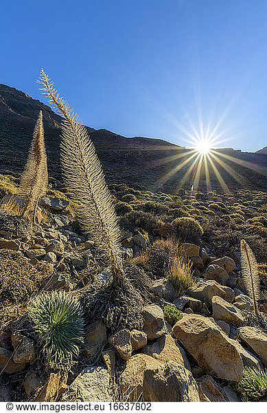 Tower of Jewels (Echium wildpretii) after flowering  on the slopes of the Teide  in the Canary Islands. This biennial plant  endemic and spectacular  which can reach 2 meters in height  is the symbol of the National park of Teide  on the island of Tenerife  in the Canaries.