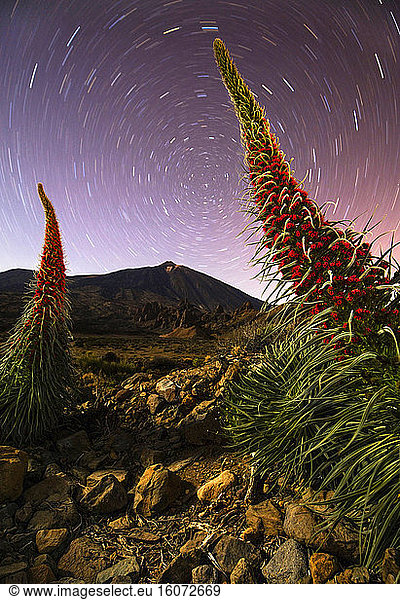 Tower of Jewels (Echium wildpretii) and Stars circumpolar  Night landscape in the canyons of Teide national park  Spain