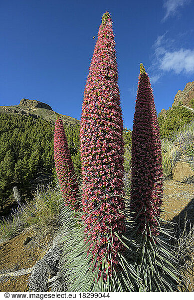 Tower of Jewels (Echium wildpretii) in full bloom on the slopes of the Teide volcano in the Canary Islands. This spectacular biennial plant  which can grow up to 2 metres high  is the symbol of the Teide National Park on the island of Tenerife in the Canary Islands