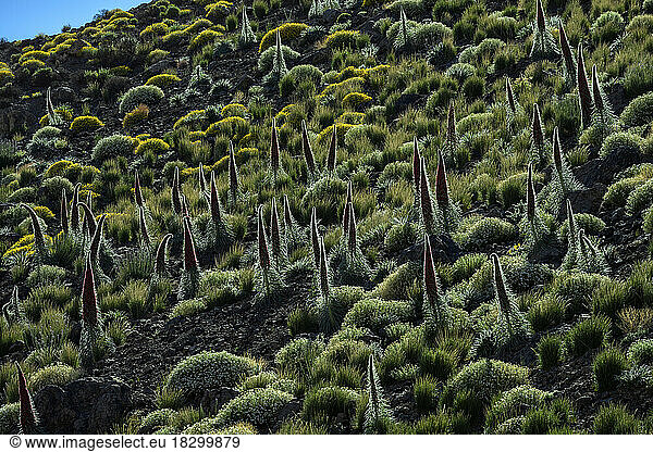 Tower of Jewels (Echium wildpretii) in full bloom on the slopes of the Teide volcano in the Canary Islands. This spectacular biennial plant  which can grow up to 2 metres high  is the symbol of the Teide National Park on the island of Tenerife in the Canary Islands