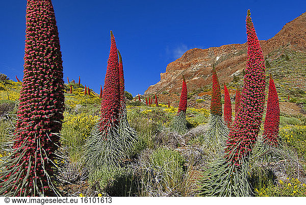 Tower of Jewels (Echium wildpretii) is an endemic Tenerife plant. Island of Tenerife. Canary Islands.