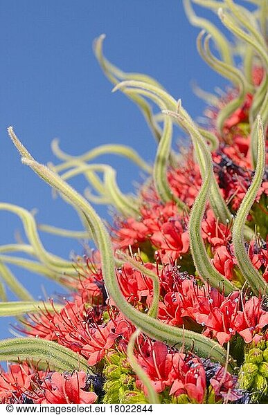 Tower of the Jewels (Echium wildpretii) close-up of flowers  Tenerife  Canary Islands