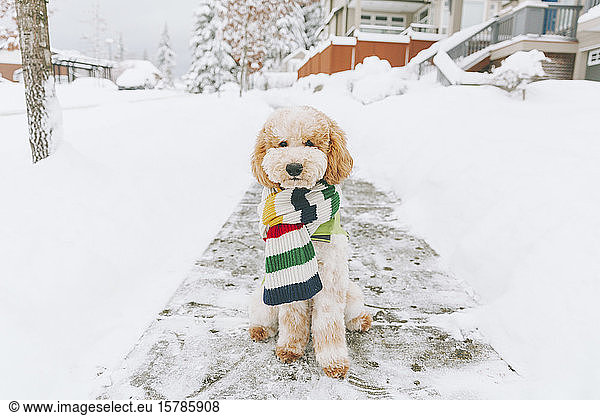 Toy dog with striped scarf sitting on snow-covered pavement  Vancouver  Canada