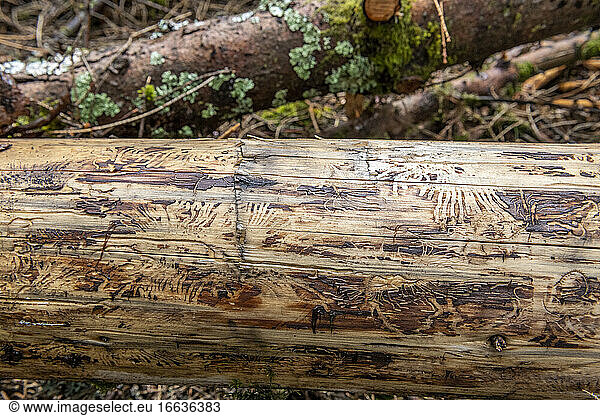 Traces of bark beetle on a spruce trunk in summer  Vosges  France