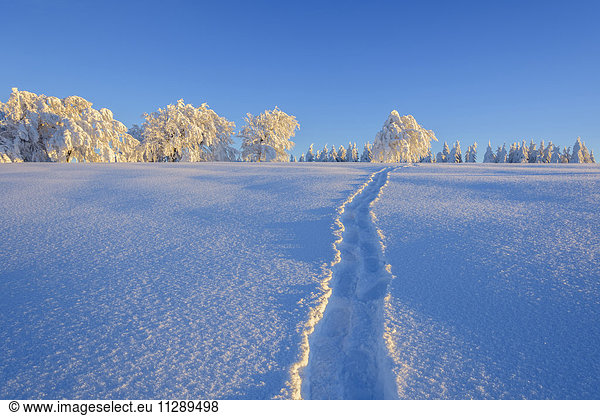 Tracks crossing a pristine snow covered landscape in winter in the Black Forest on Schauinsland near Freiburg in Germany