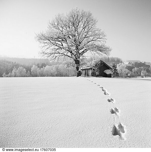 Tracks in a snowy winter landscape with barn  Mondseeland  Salzkammergut  Upper Austria  Austria  Europe