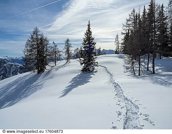 Tracks of snowshoes in winter landscape  snowy mountain peaks  barren trees  Tauplitzalm  Styria  Austria  Europe