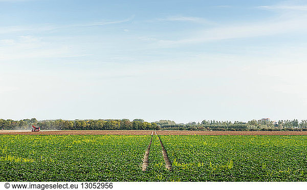 Tractor track running through field landscape  Netherlands
