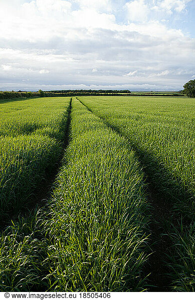 tractor tracks in long green grass field with clouds and blue sky