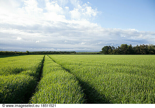 tractor tracks through farm crop in field in gloucestershire blue sky