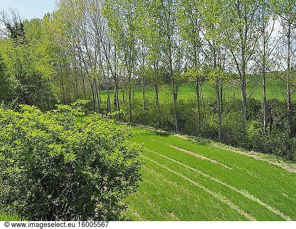 Tractor trails at pasture. Springtime at Olost village countryside. Llu?an?s region  Barcelona province  Catalonia  Spain.