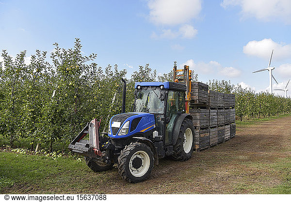 Tractor with boxes of harvested apples on a fruit plantation