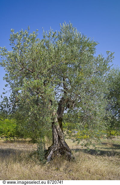 Tradition , Baum , Olive , Hain , Italien , Toskana