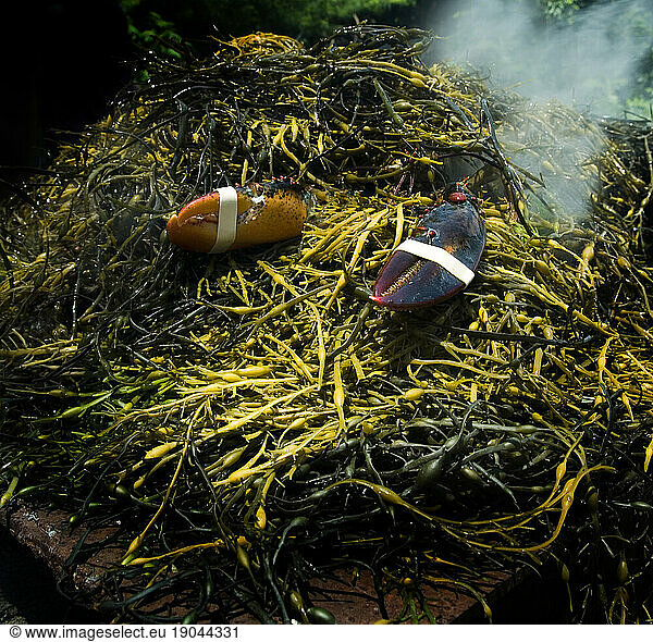 Traditional lobster pit in backyard  Maine  New England.