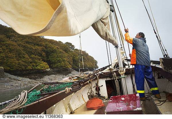 Traditional Sustainable Oyster Fishing. A fisherman on a sailing boat.