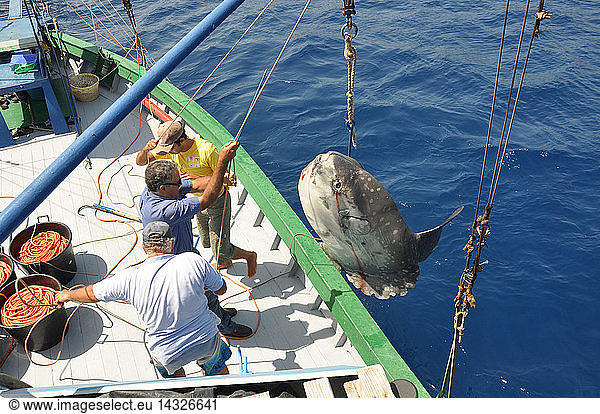 Traditional swordfish fishing  Moonfish  Mola Mola  Harpoon  Torre Faro  Stretto di Messina  Messina  Sicily  Italy  Europe