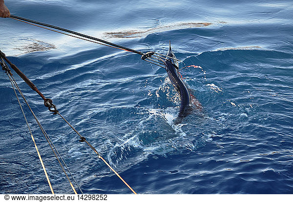 Traditional swordfish fishing  Spearfish  Harpoon  Torre Faro  Stretto di Messina  Messina  Sicily  Italy  Europe