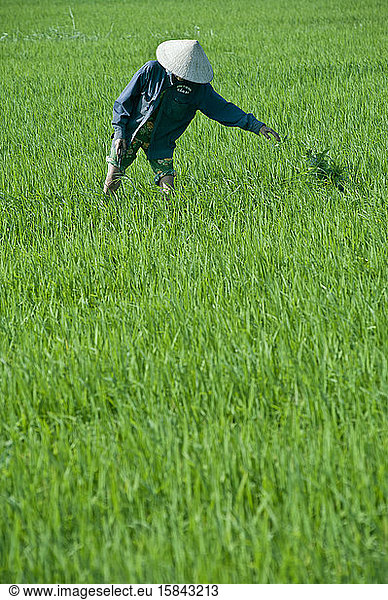 Traditional Vietnamese farmer harvests in a rice field