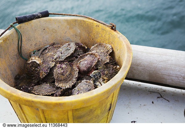 Traditionelle nachhaltige Austernfischerei  ein Eimer voller Austern.