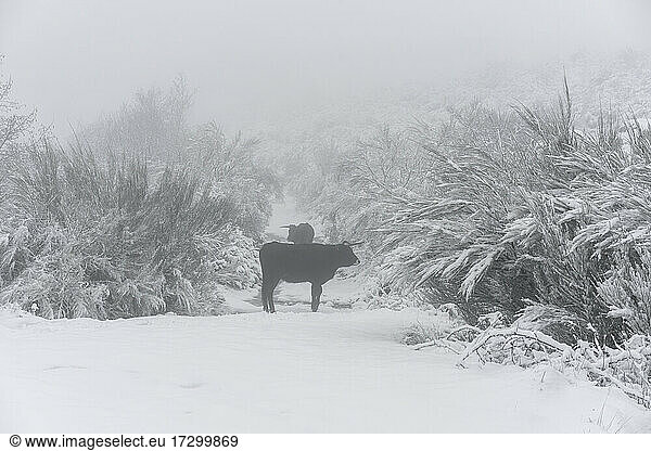 Traditionelle portugiesische Maronesa-Kühe in einer schneeweißen Winterlandschaft