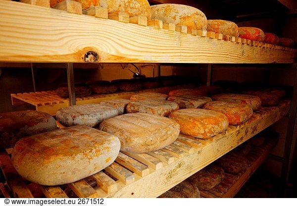 Traditionellen Käse hergestellt in Es Tudons Gehöft  Ciutadella. Menorca  Balearen Inseln  Spanien