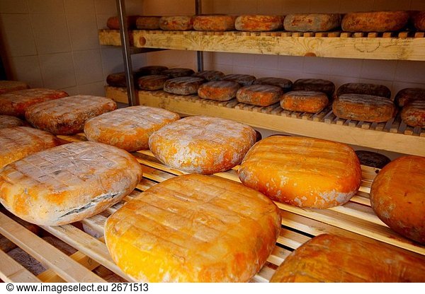 Traditionellen Käse hergestellt in Es Tudons Gehöft  Ciutadella. Menorca  Balearen Inseln  Spanien