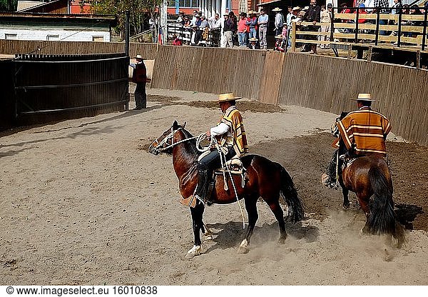 Traditionelles Rodeo in Chile  Dressur der Kühe auf dem Pferderücken.