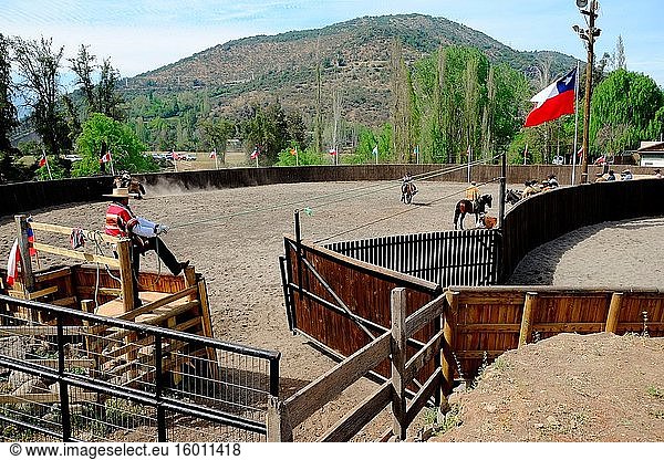 Traditionelles Rodeo in Chile  Dressur der Kühe auf dem Pferderücken.