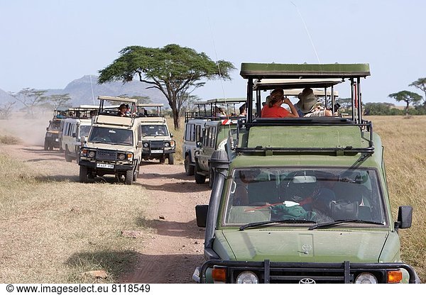 Traffic jam in the Serengeti National Park.