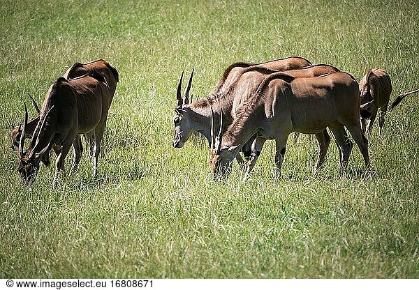 Tragelaphus Oryx  eine große männliche Elenantilope  auf der Suche nach Gras zum Fressen.