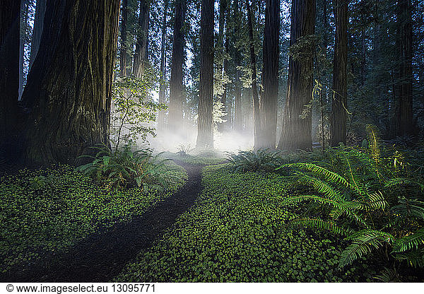 Trail amidst plants at Jedediah Smith Redwoods State Park