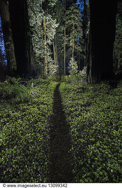 Trail amidst plants at Jedediah Smith Redwoods State Park during dusk