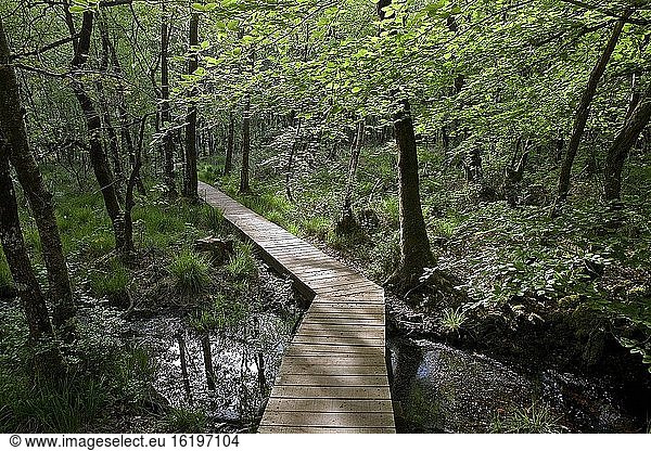 Trail designed for fragile portions and a natural environment to be preserved and respected. Paimpont  Brittany  France.