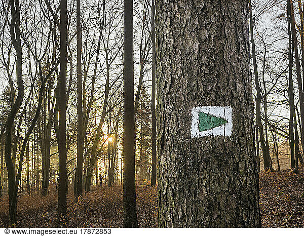 Trail marker on tree in Upper Palatine Forest