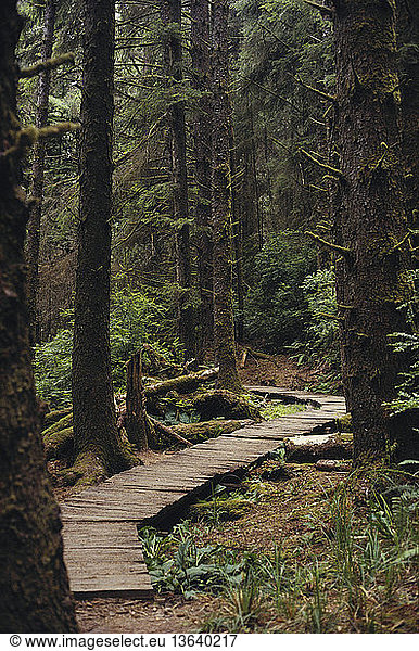 Trail through a temperate rainforest in northern Oregon.