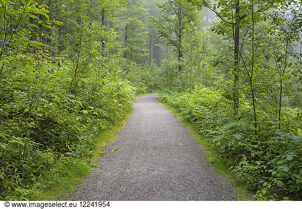 Trail through forest in the morning at Neuschoenau in the Bavarian Forest National Park  Bavaria  Germany