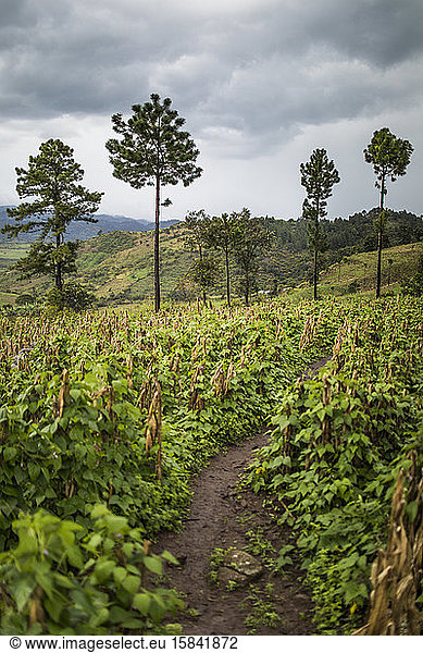 Trail winds through lush hillside farm in Latin America.