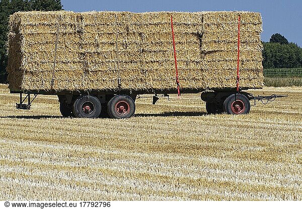 Trailer with straw bales  St Hubert  Kempen  NRW  Germany  Europe