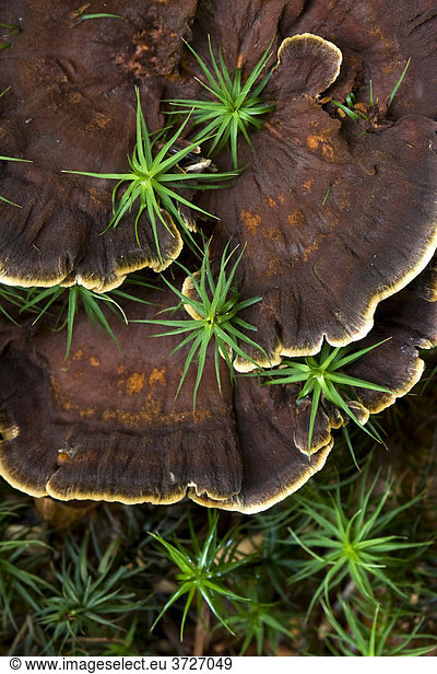 Trametes versicolor  a common polypore mushroom  Neuschoenau  Bavaria  Germany  Europe
