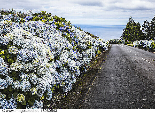 Tranquil flower lined country road in rural Azores  Portugal