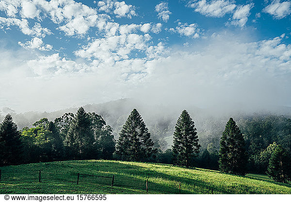 Tranquil scene fog break over sunny green trees Taree Australia