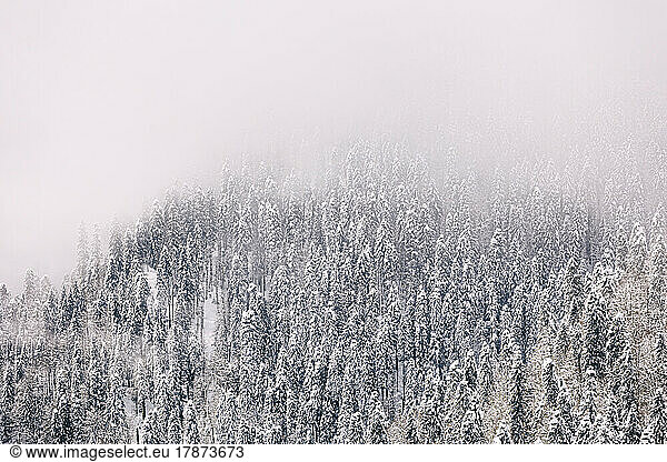 Tranquil scene of trees covered with snow on foggy day